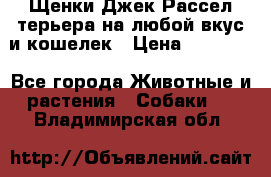 Щенки Джек Рассел терьера на любой вкус и кошелек › Цена ­ 13 000 - Все города Животные и растения » Собаки   . Владимирская обл.